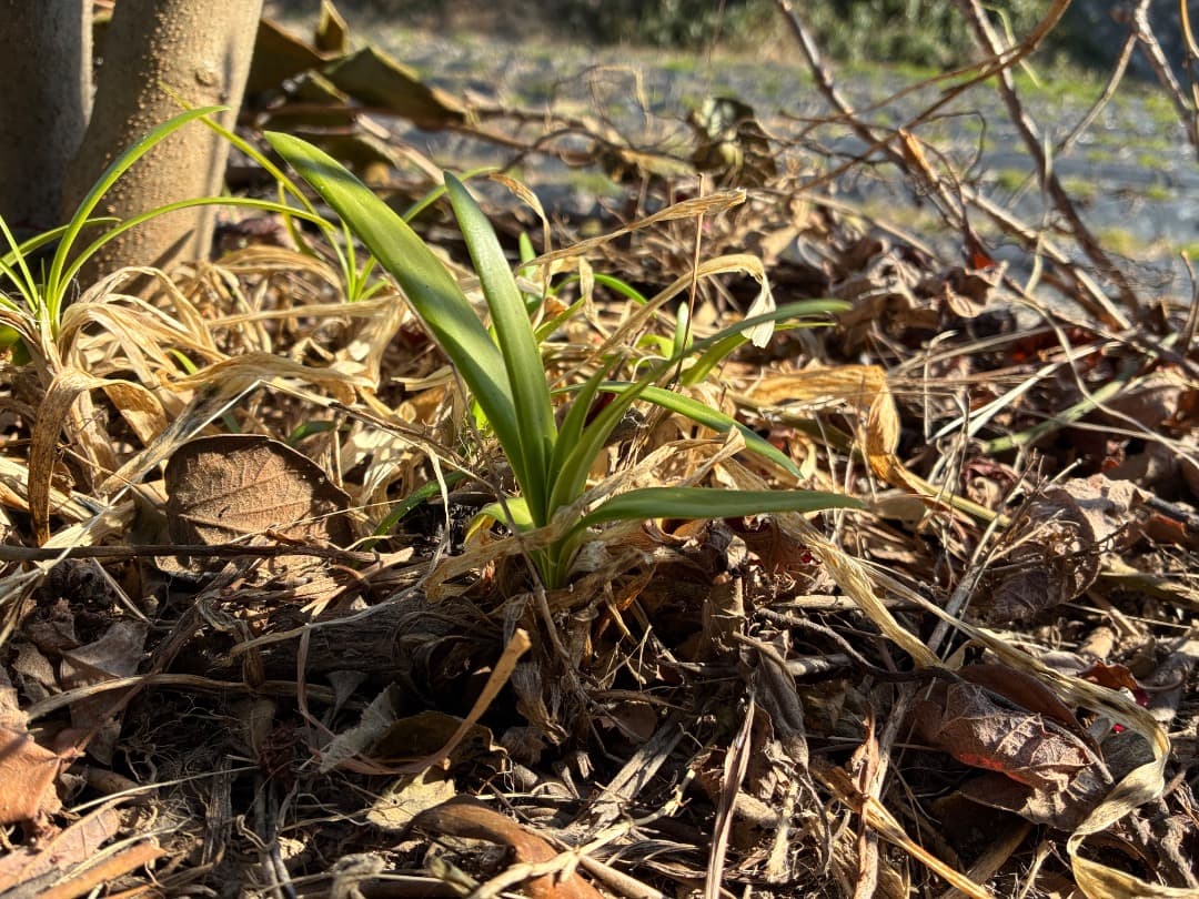 群生株　【アガパンサス】バイカラー（白・紫）