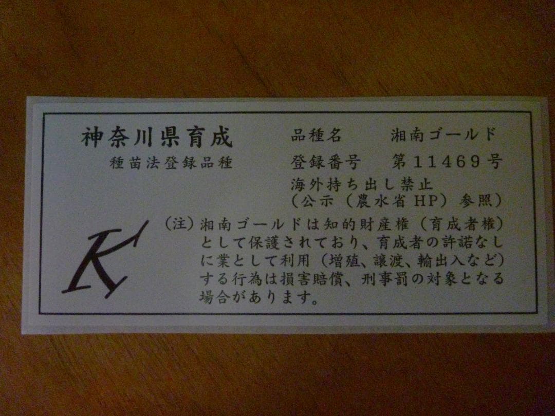 湘南ゴールド 果樹 高さ約80cm