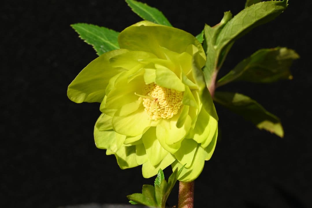 クリスマスローズ　初出品 グロッシーメロンゴールド　加藤農園