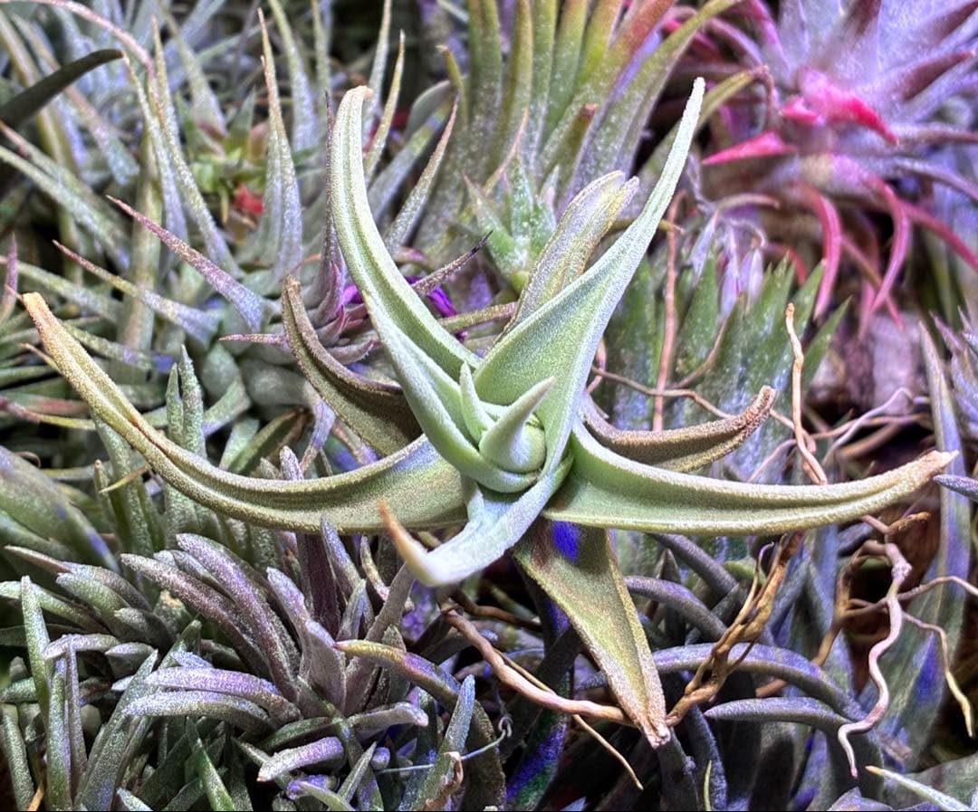 ブロメリア・エアープランツ Tillandsia barfussii From Hanauchu Kunzo
