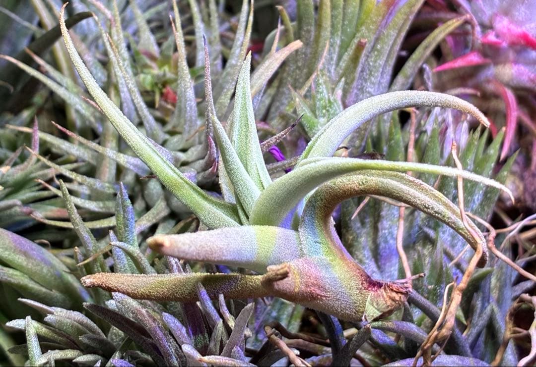 ブロメリア・エアープランツ Tillandsia barfussii From Hanauchu Kunzo