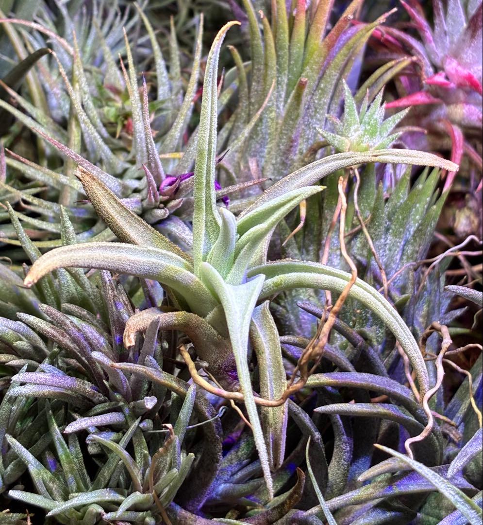 ブロメリア・エアープランツ Tillandsia barfussii From Hanauchu Kunzo