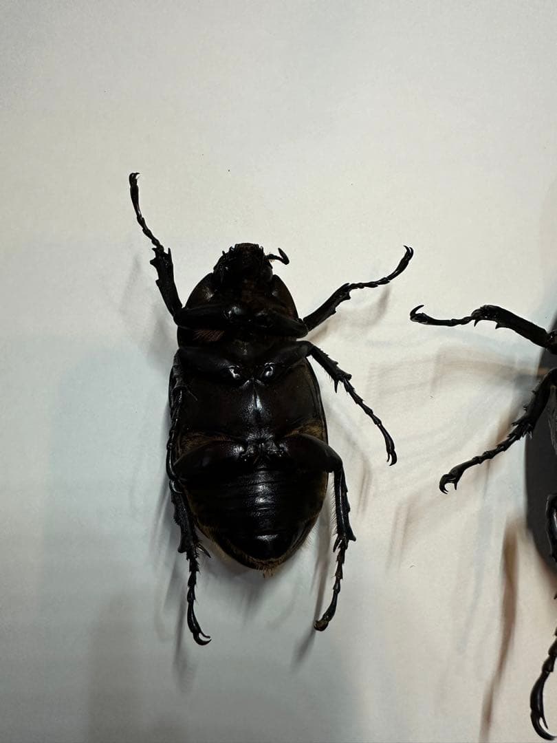 大型　ヘラクレスオオカブト　標本用　乾燥済み　自由研究