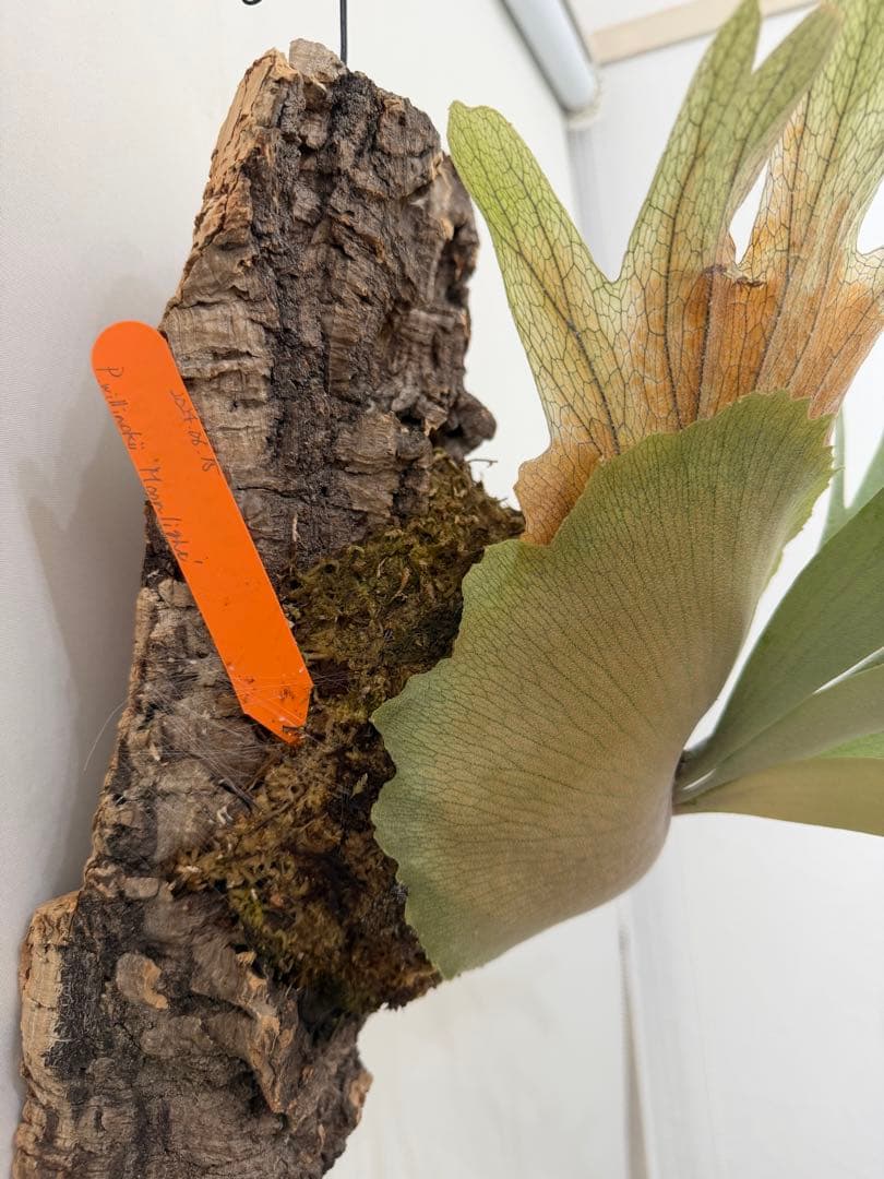 ビカクシダ P.moonlight from Aerophyte