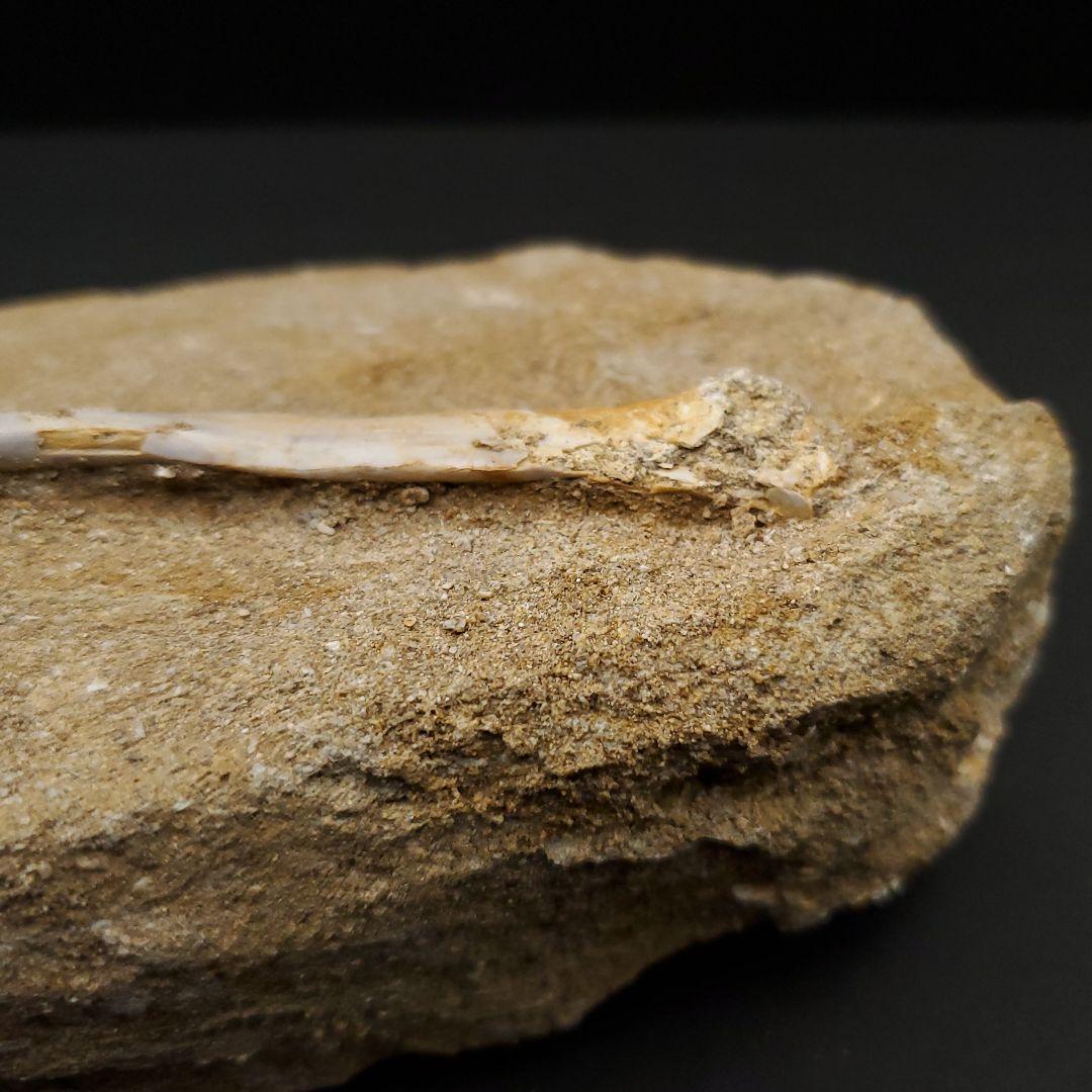 希少 アルシオーネ 骨 化石 本物 モロッコ産 170.29mm yk8