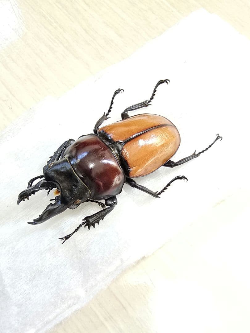 バオンゴクマルバネクワガタ標本