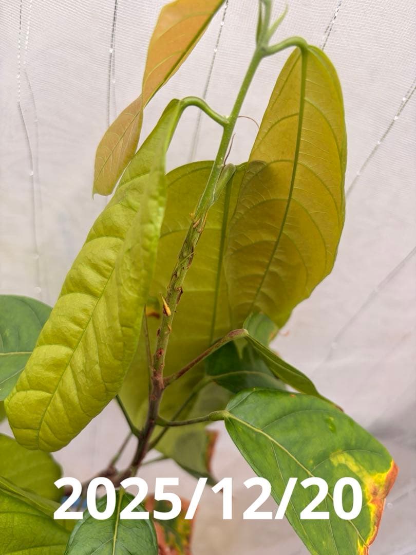 Nao君 大株カカオ苗 ナシオナル(アリバ)種 取り木苗