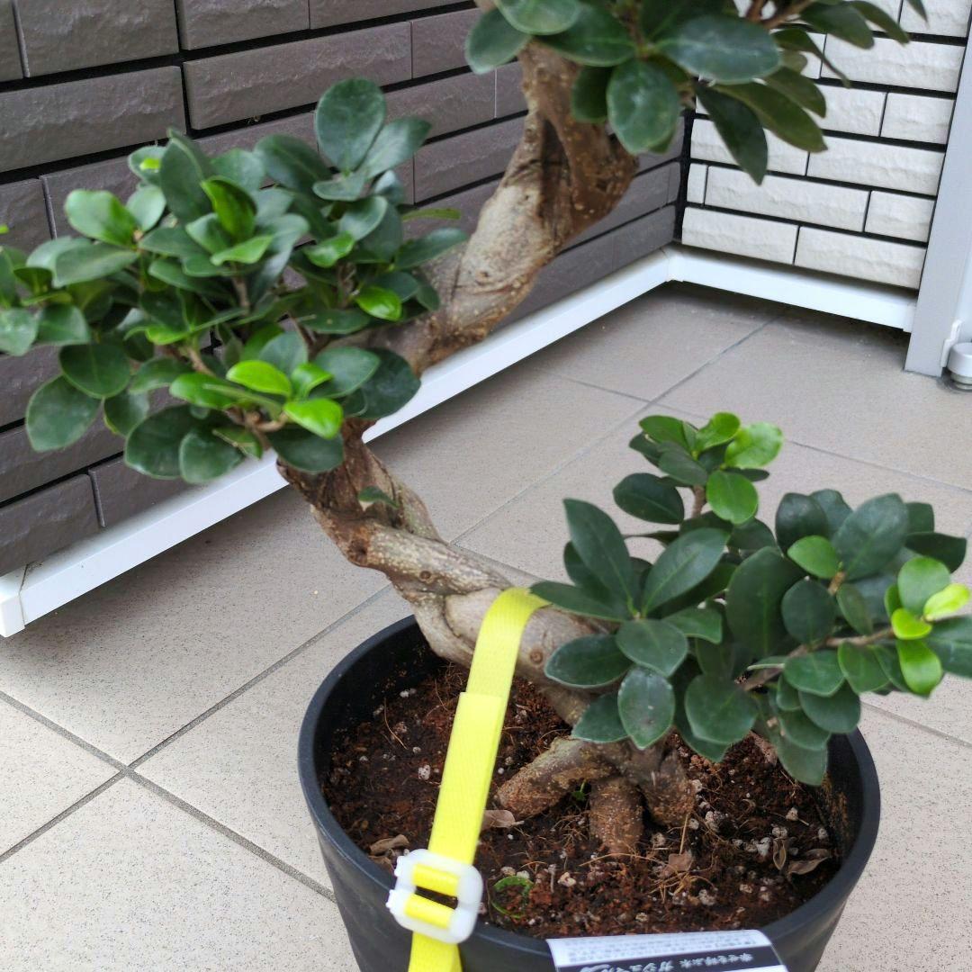 観葉植物　台湾ガジュマル　盆栽仕立て　S字仕立て　接ぎ木　昇り龍　曲がり　７号鉢
