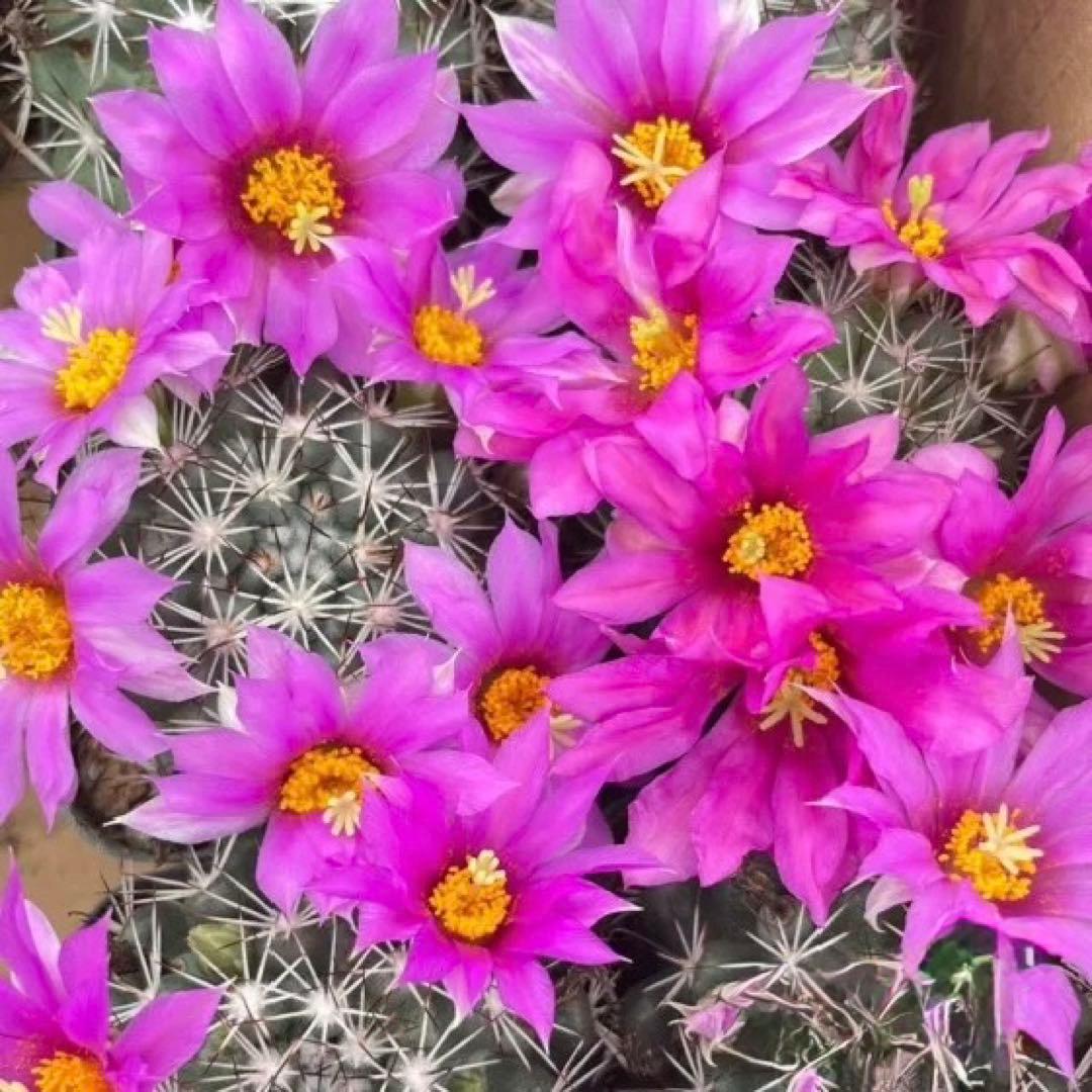 【一点物】‼️実生 コレクション ミラリア白刺蓬莱宮 特選大株 花サボテン