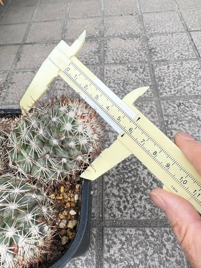 【一点物】‼️実生 コレクション ミラリア白刺蓬莱宮 特選大株 花サボテン