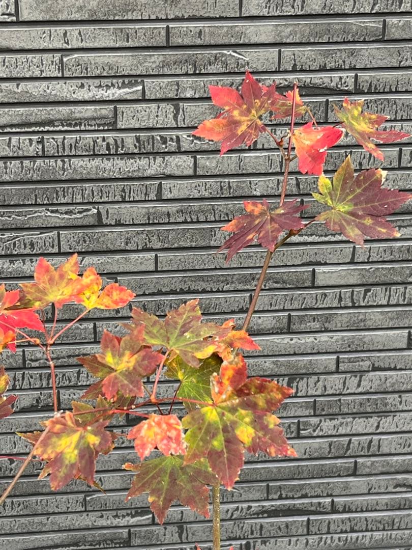 山採り天然　コハウチワカエデ　3本株立ち