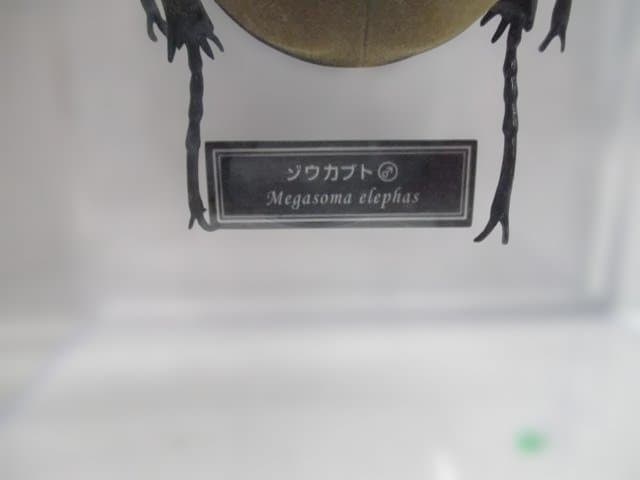 【中古品】昆虫標本　カブトムシ・クワガタ　まとめ売り