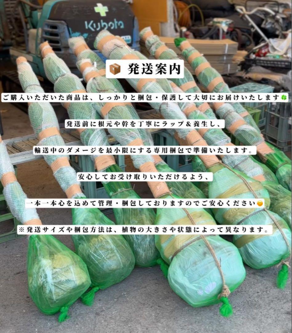 ドラセナ・ニオイシュロラン 2本立 根巻き済み 高さ約2.5m シンボルツリー