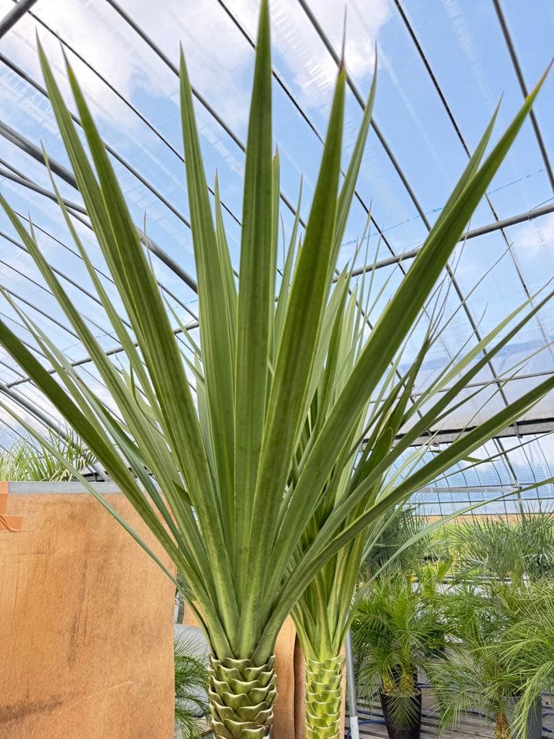 ドラセナ・ニオイシュロラン 2本立 根巻き済み 高さ約2.5m シンボルツリー