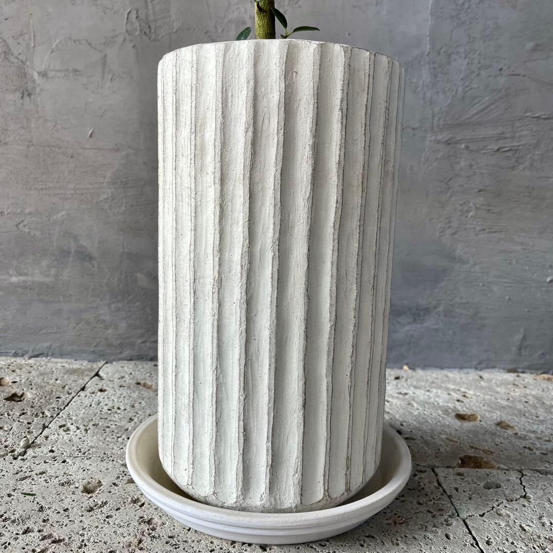 ハリー　大型　フランスゴムの木　螺旋仕立て　陶器鉢　植え込み発送