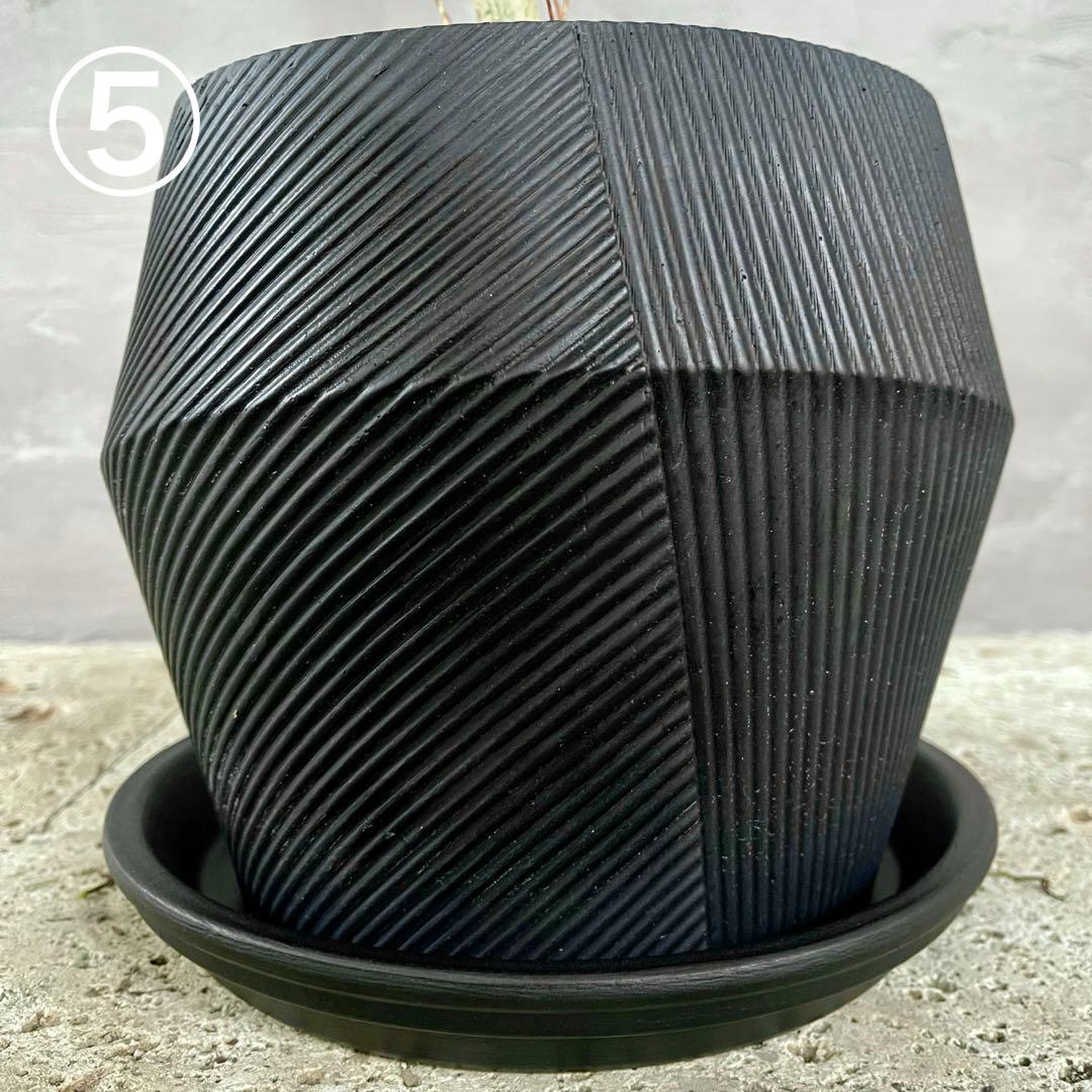 ハリー　大型　フランスゴムの木　螺旋仕立て　陶器鉢　植え込み発送