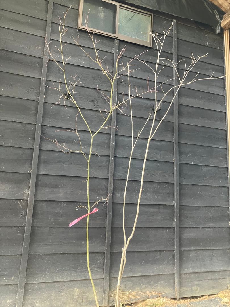 専用　山採り　アオダモ　コハウチワカエデ 混合株　52アオダモ