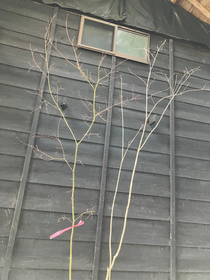 専用　山採り　アオダモ　コハウチワカエデ 混合株　52アオダモ