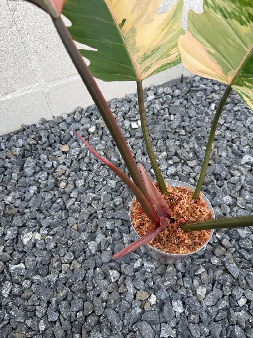 幸*様 フィロデンドロン　キャラメル　マーブル(大株)