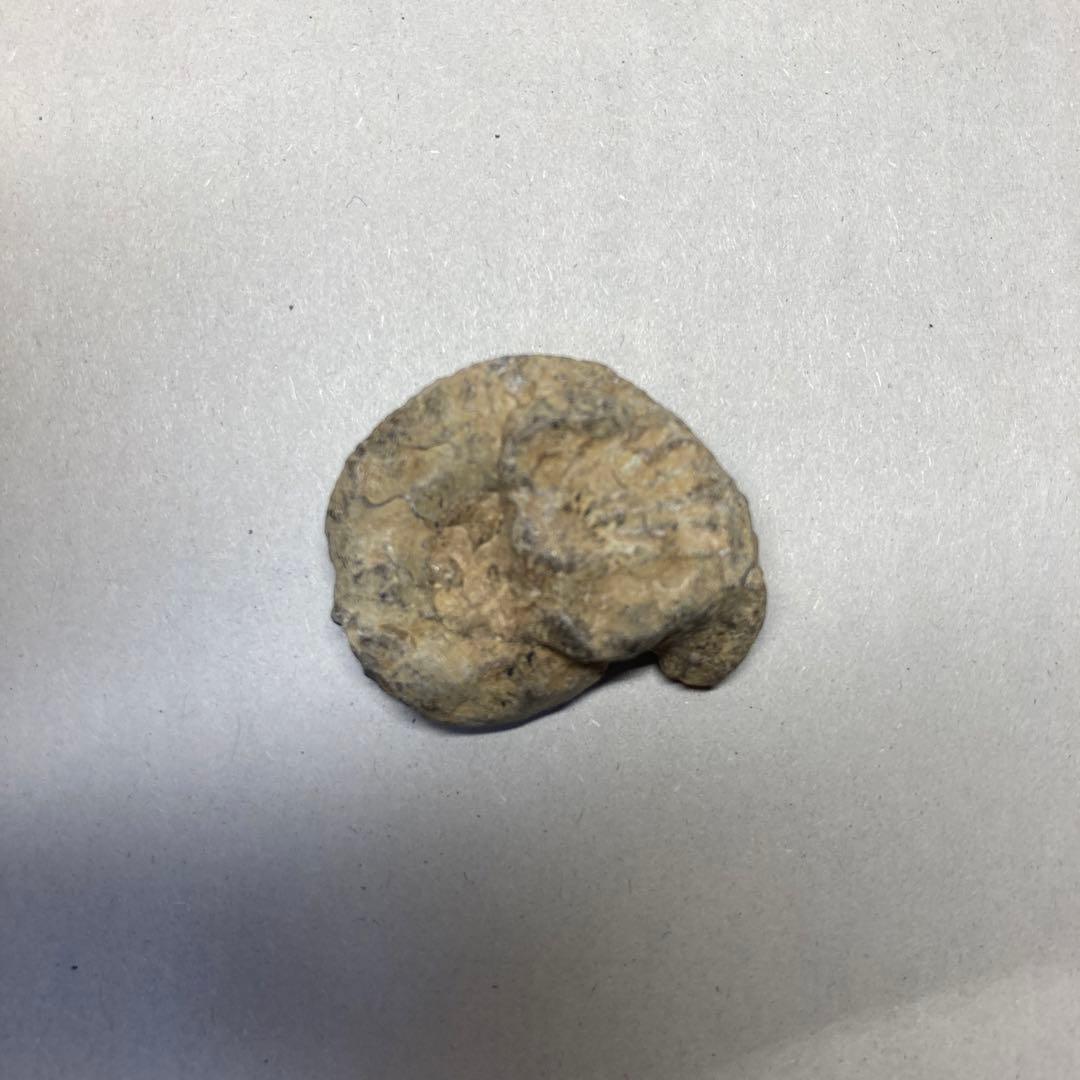 アンモナイト 化石