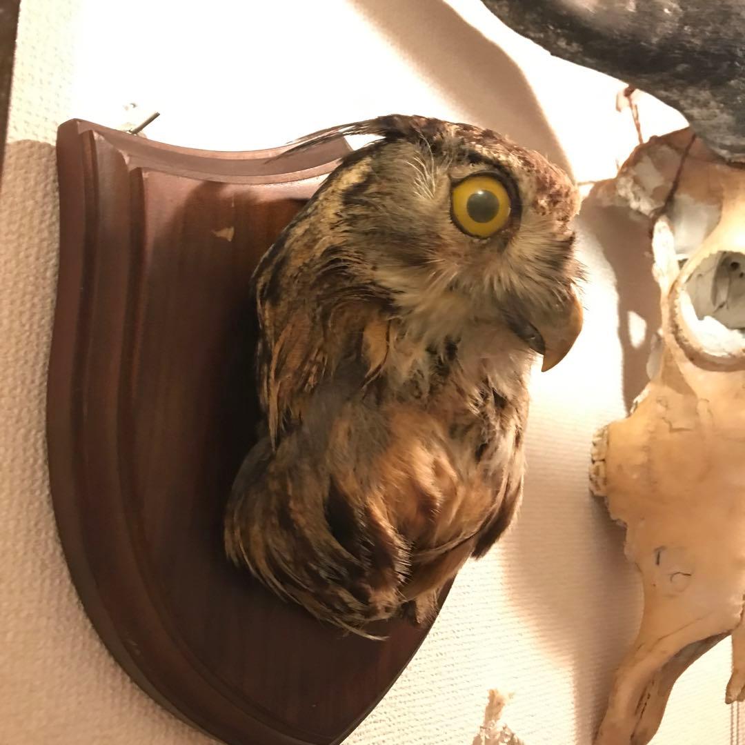 シベリアワシミミズク　剥製　頭部　ハンティングトロフィー　ミミズク　フクロウ