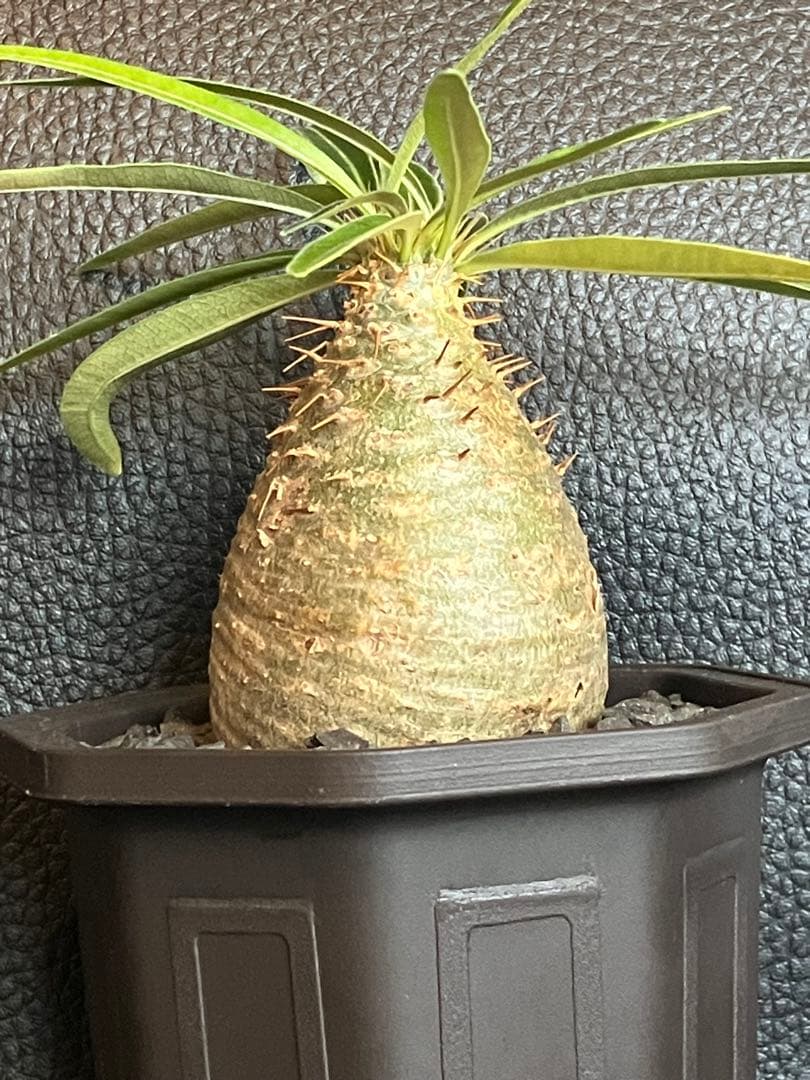 塊根植物・コーデックス s...