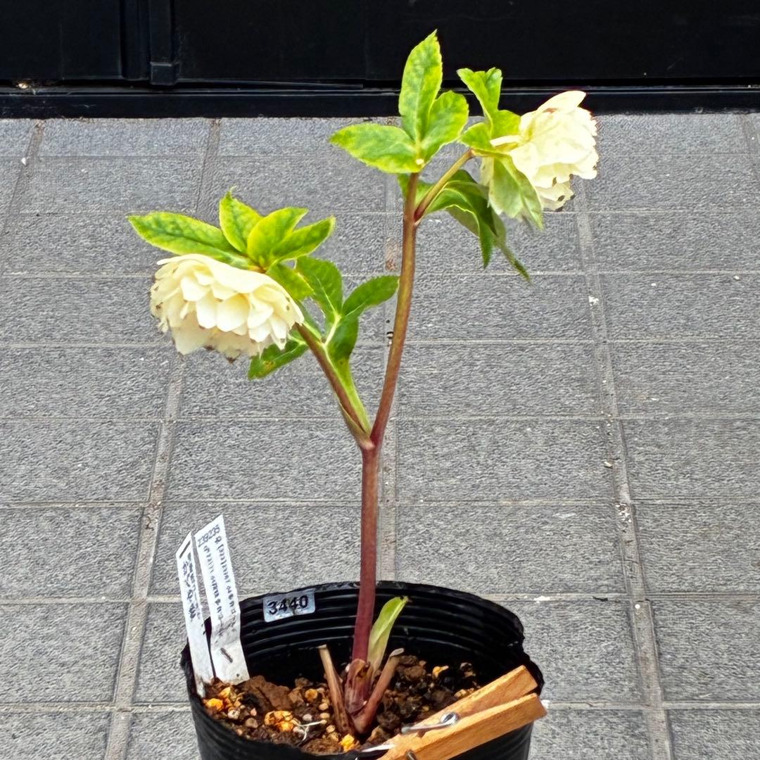 オ*ン様 3440☘️花、タグ付☘️かぐや姫⭐️爽やか強香⭐️コロコロ⭐️加藤農