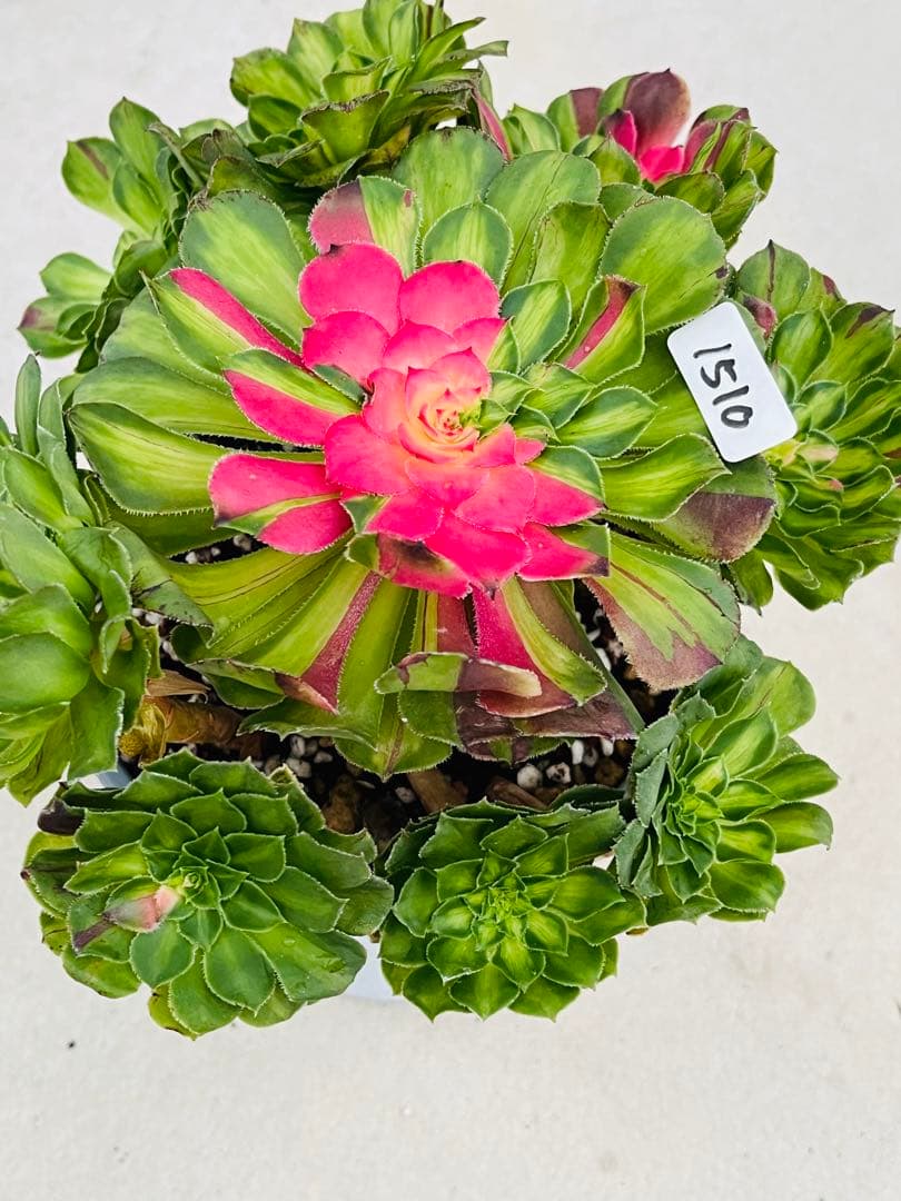 アエオニウム　チホァ（知否）群生株　#1510 メルカル便発送