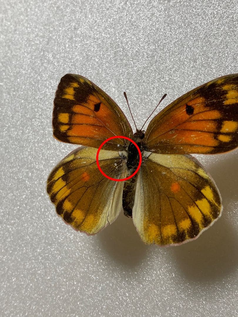 【赤型の異常型】コリアス（1メス・ロシア産）