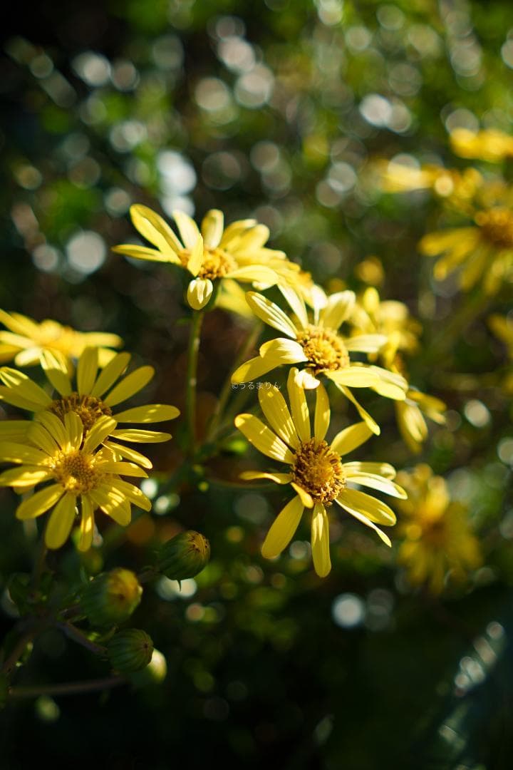 白いスナイパー！SIRUI Suniper 23mm F1.2 ASP-C AF