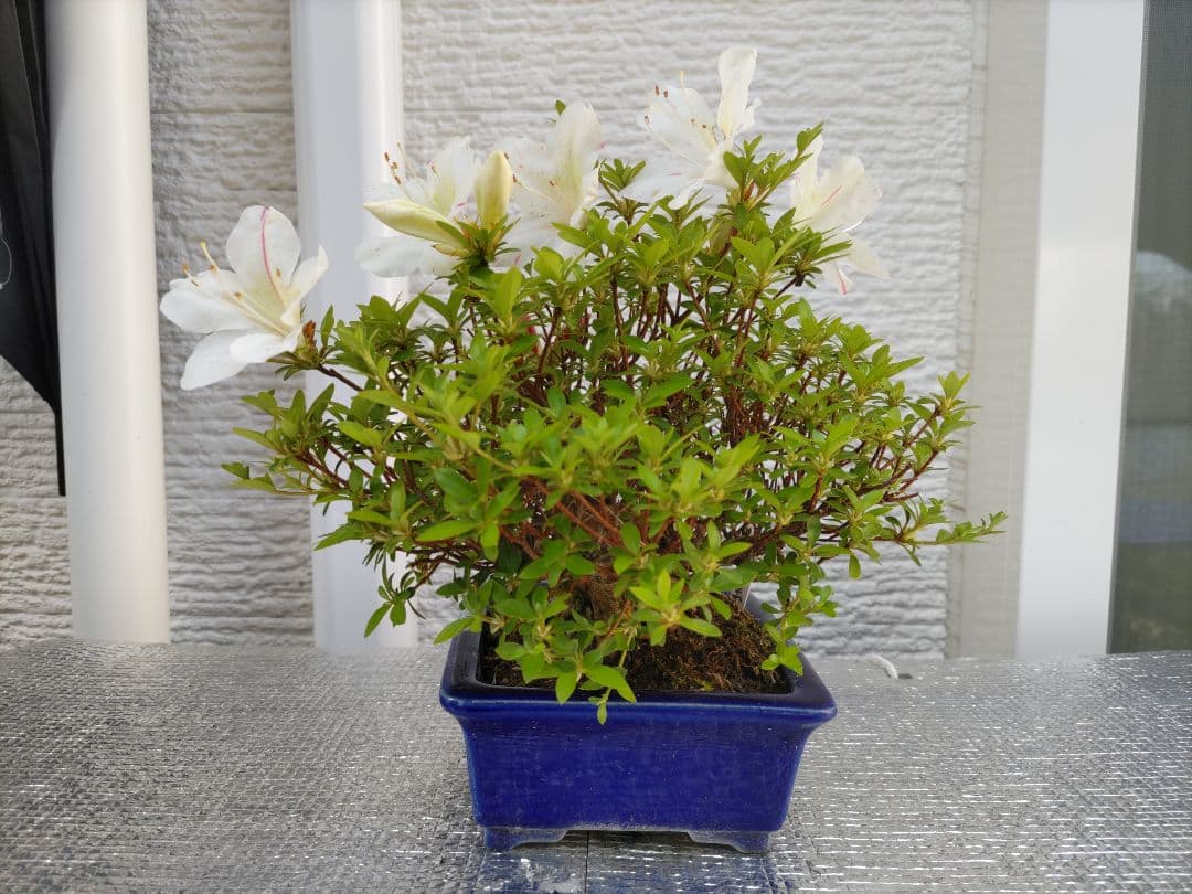 皐月　　品種、明美の月　　早い者勝ち