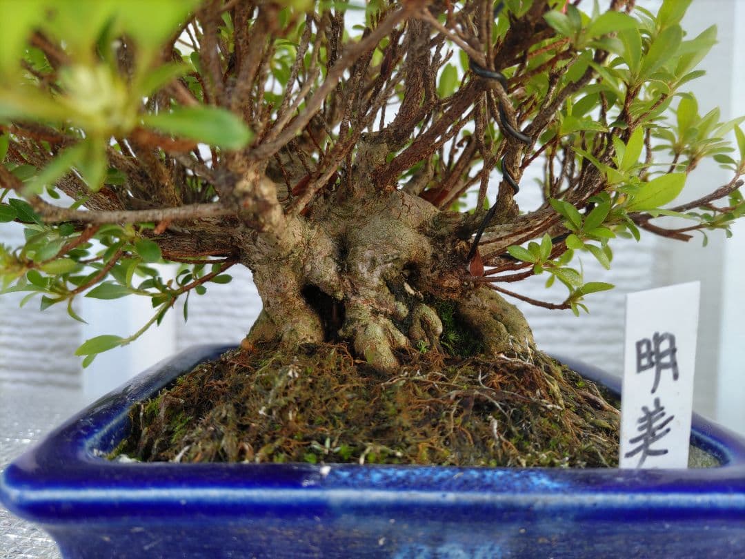 皐月　　品種、明美の月　　早い者勝ち