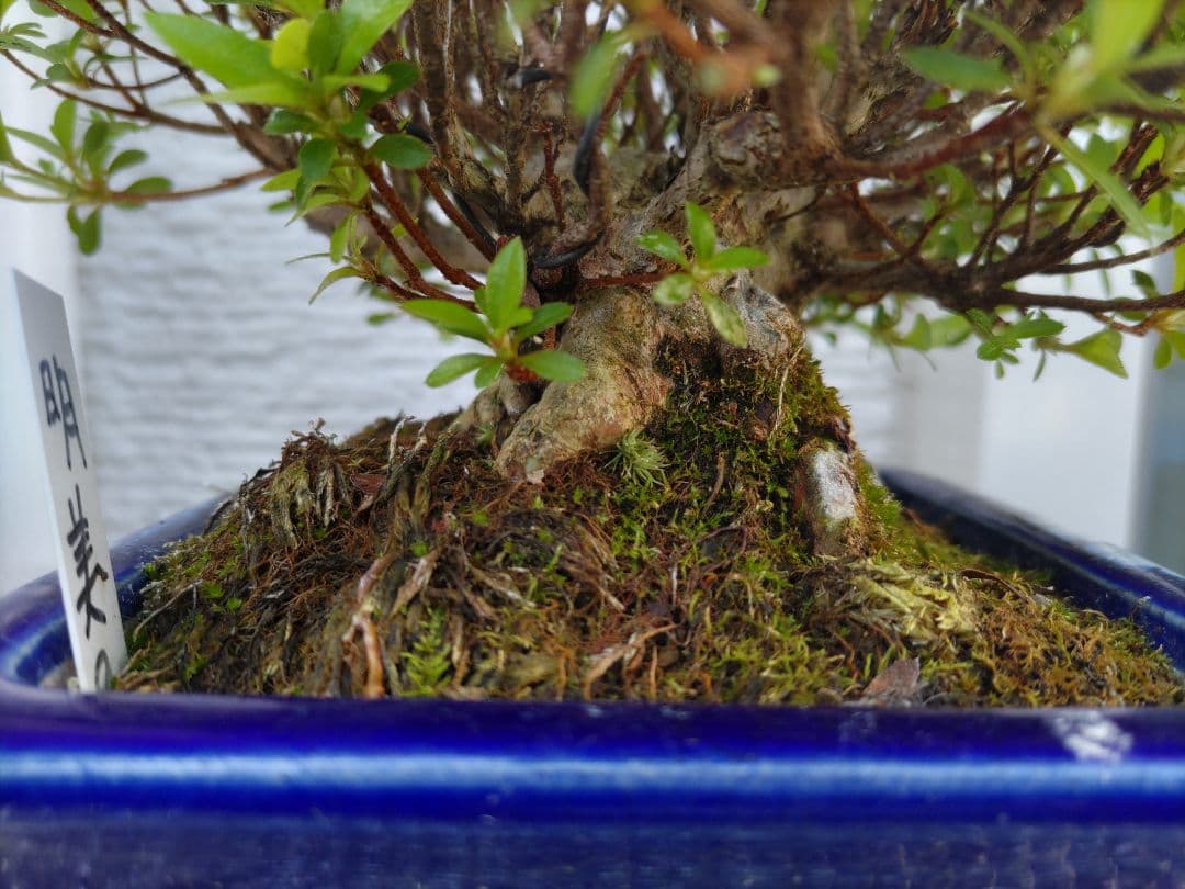 皐月　　品種、明美の月　　早い者勝ち