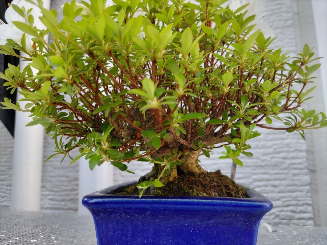 皐月　　品種、明美の月　　早い者勝ち