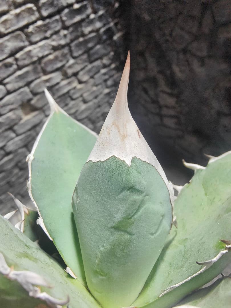 アガベ　チタノタ　実生　選抜　超強刺！！ハウス育成株