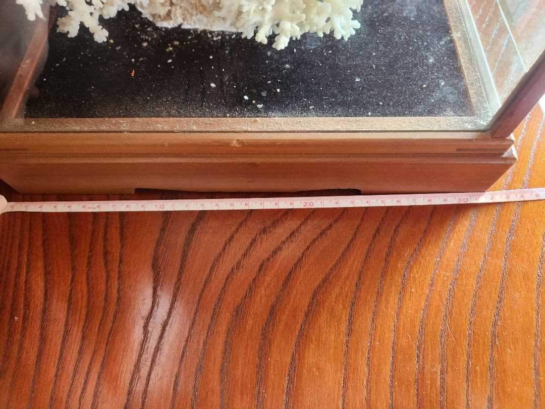 貝と珊瑚のオブジェ