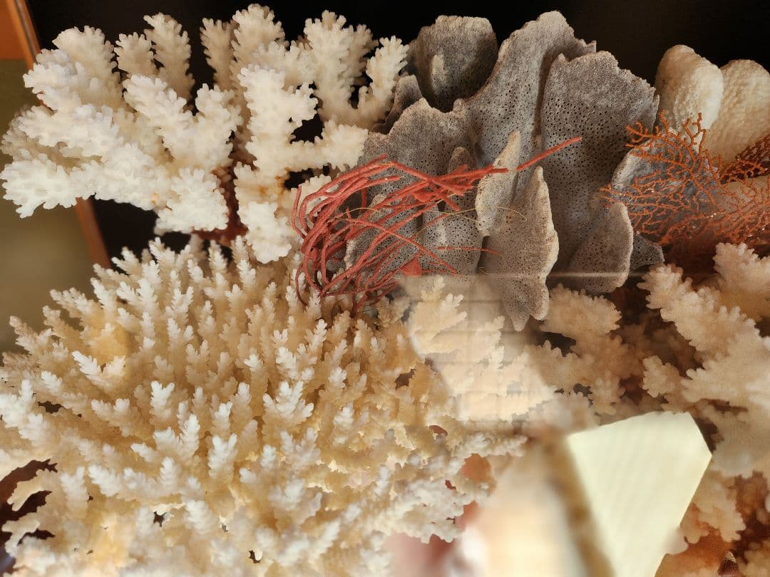 貝と珊瑚のオブジェ