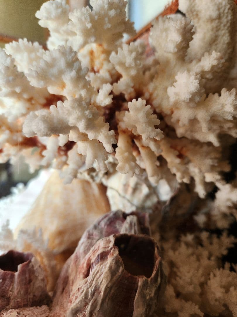 貝と珊瑚のオブジェ