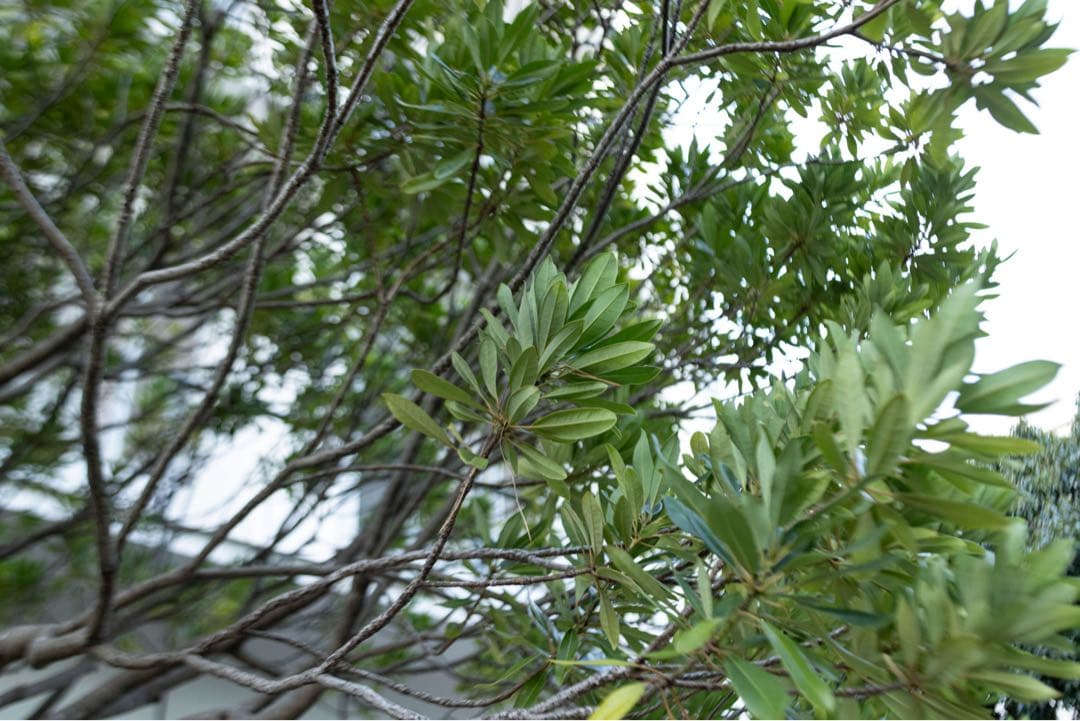 ジャンク　Canon RF35mm F1.8 MACRO IS STM