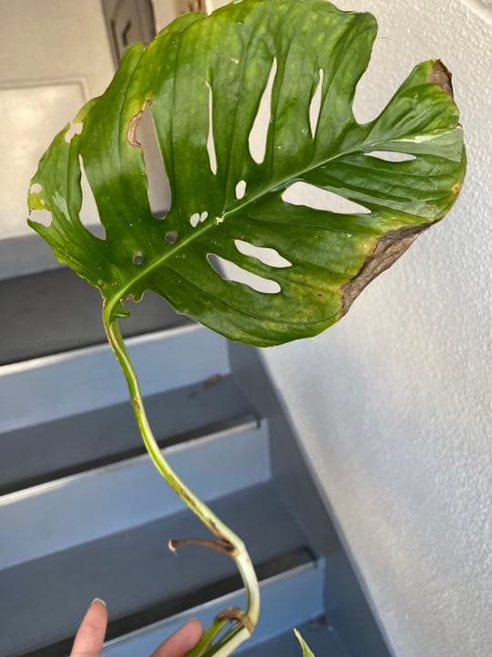 マドカズラ斑入り30節　新芽いっぱい