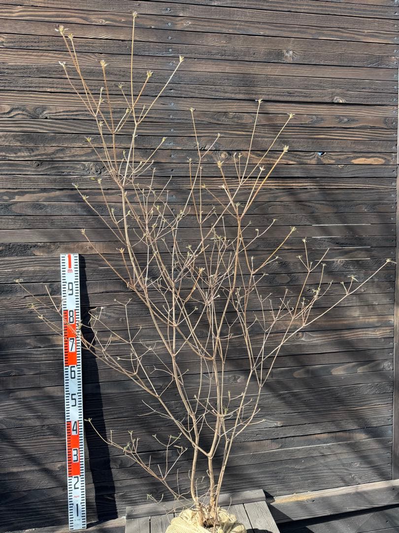 山採り/バイカツツジ【現品発送】管理80053