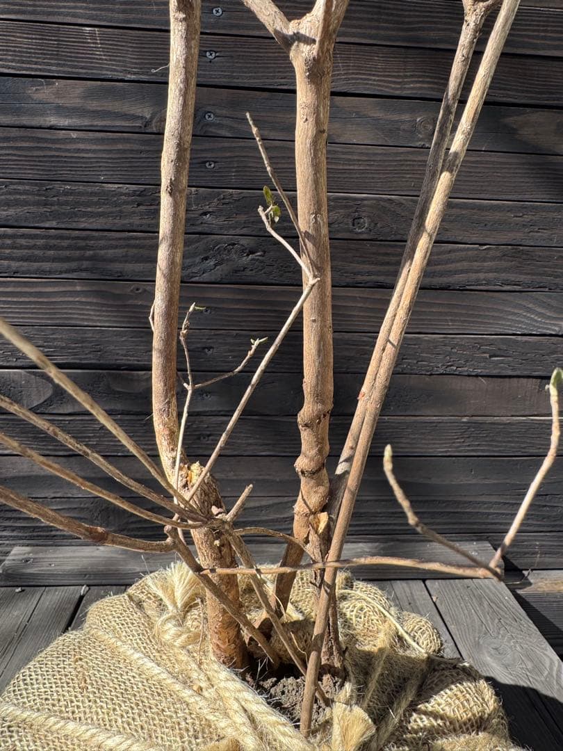 山採り/バイカツツジ【現品発送】管理80053