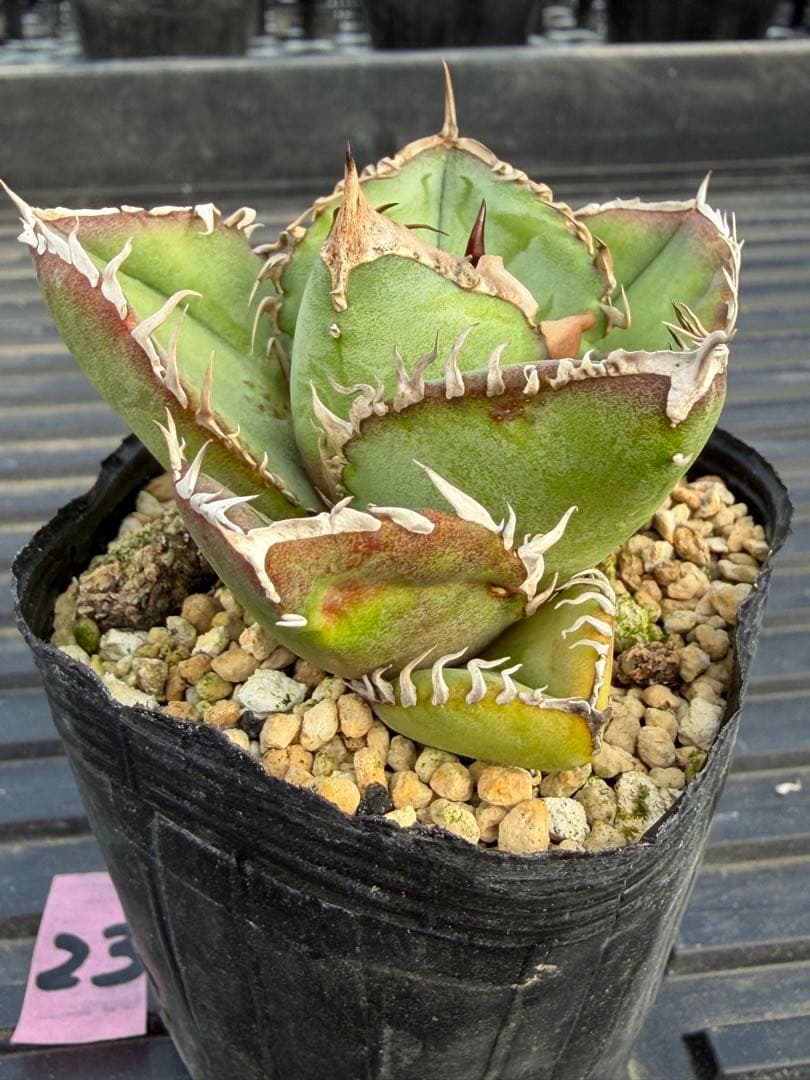 オテロイ　実生コレクション株23