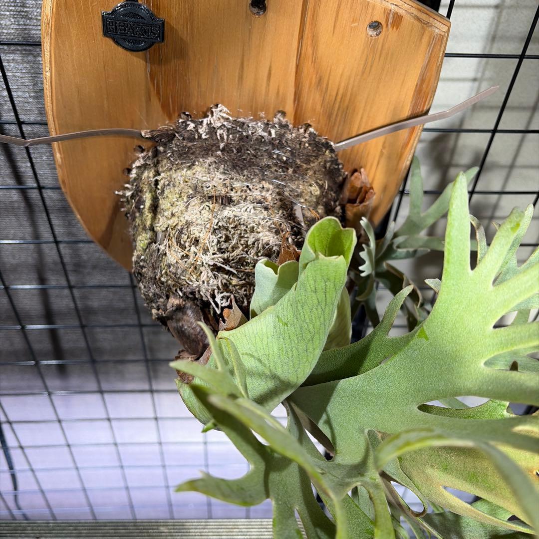 ビカクシダ ジェイドガール