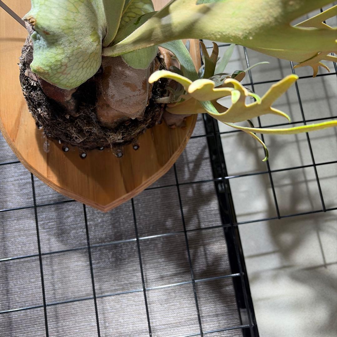 ビカクシダ ジェイドガール