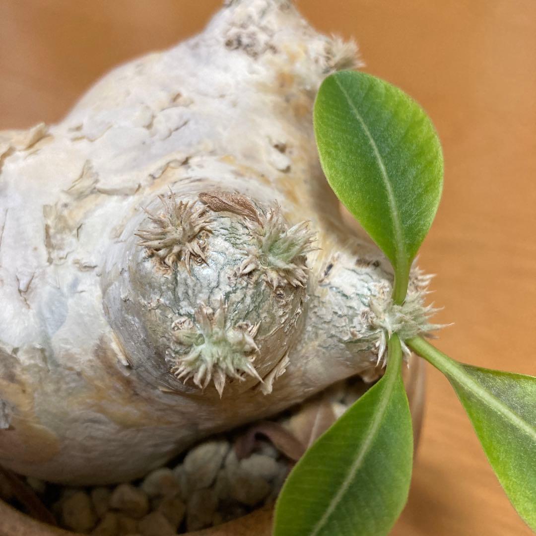 秋の値下げ❕パキポディウム　ブレビカウレ　恵比寿笑　鉢付き