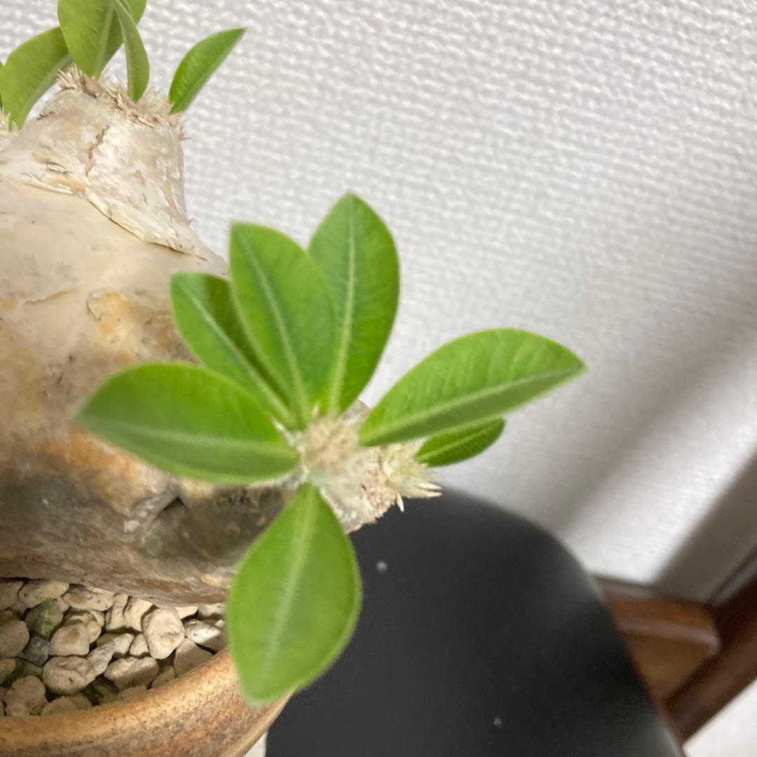 秋の値下げ❕パキポディウム　ブレビカウレ　恵比寿笑　鉢付き