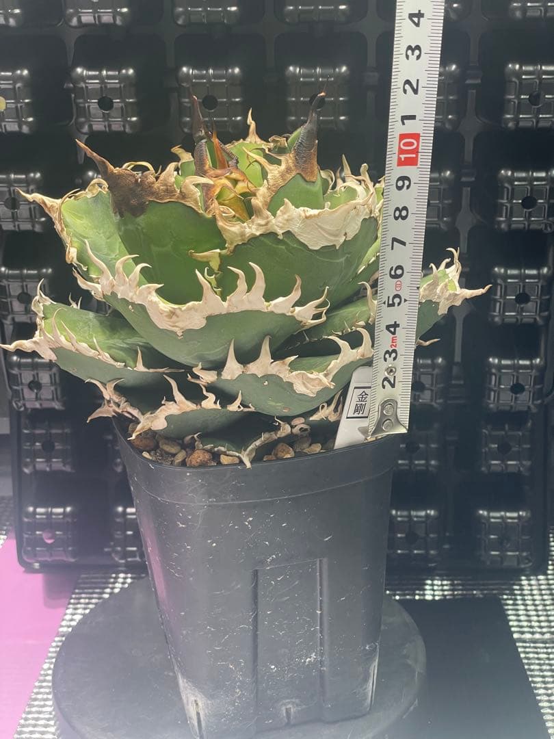 アガベ チタノタ 金剛 キングコング