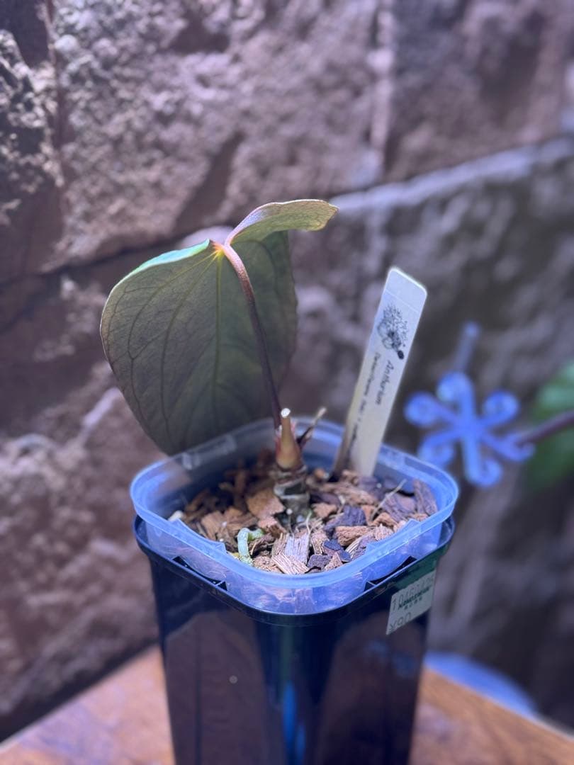 アンスリウム　DarkestPanama x RLFS Soul Reaper