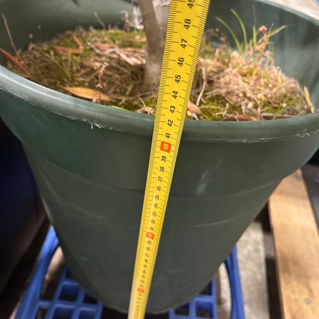 6328【戸塚区引取り、地域限定配送】実付き☆2.65m オリーブアルベキーナ？